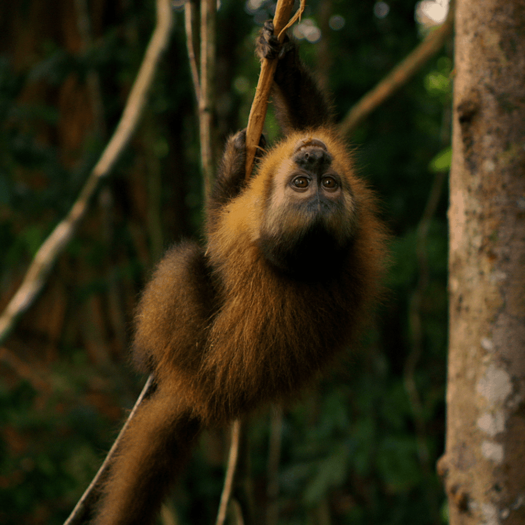 Amazônia